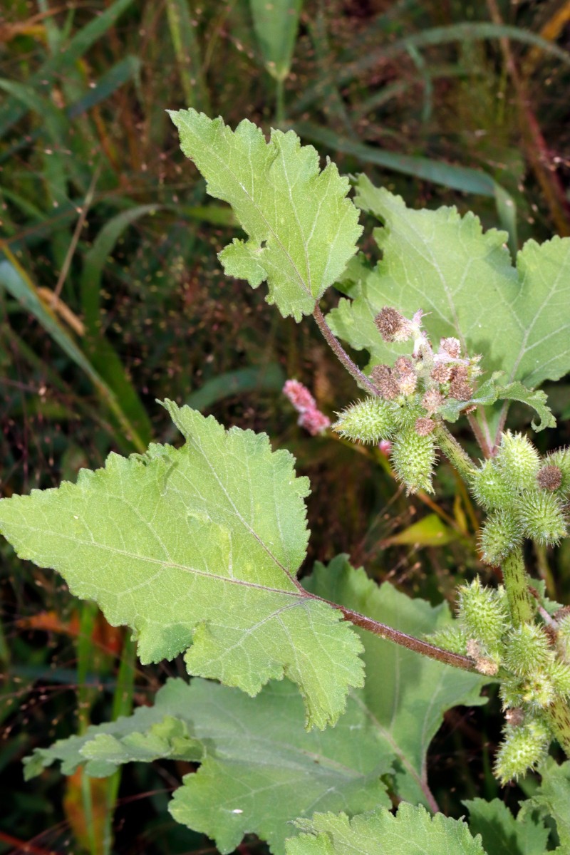 Xanthium orientale var italicum Berghausen Schnellermühle A01.jpg