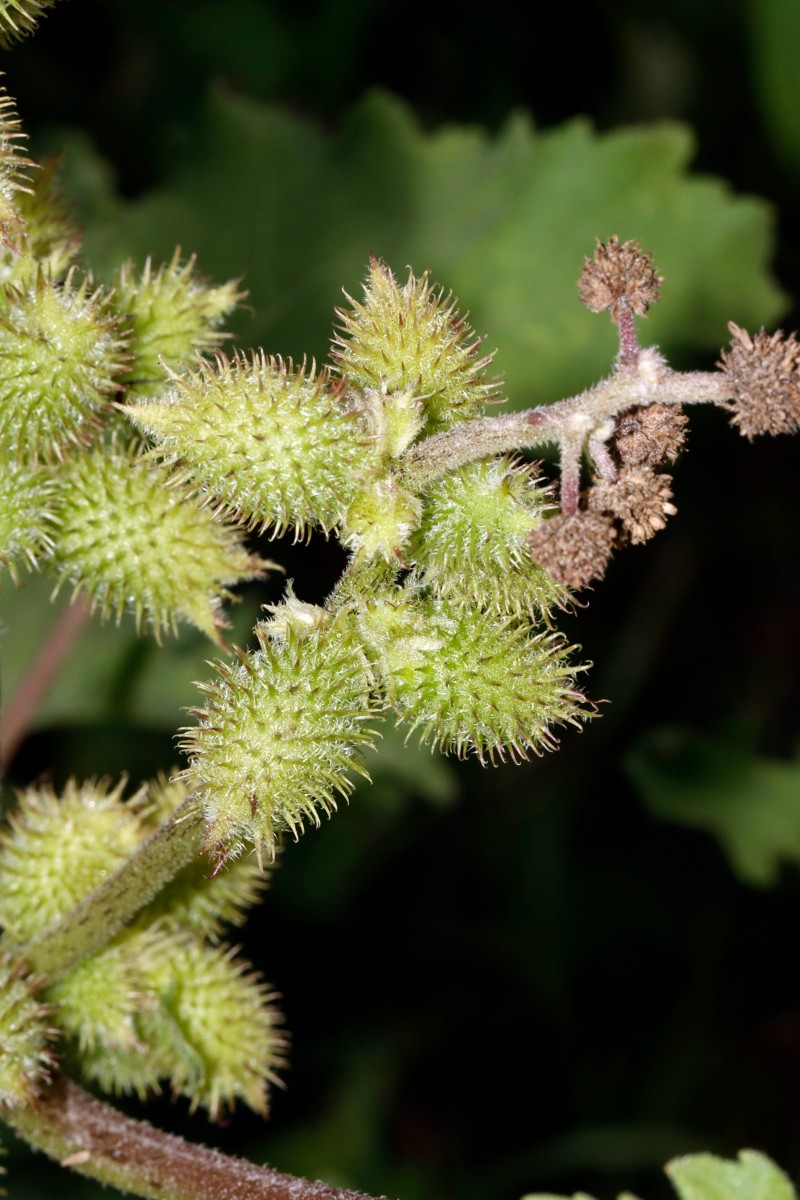 Xanthium orientale var italicum Berghausen Schnellermühle A04.jpg