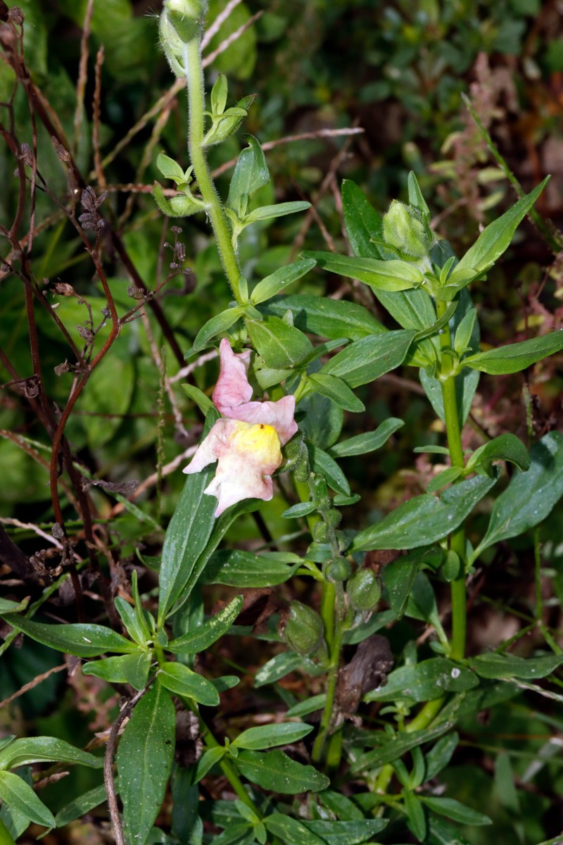 Antirrhinum latifolium (cf) Berghausen Schnellermühle A01.jpg
