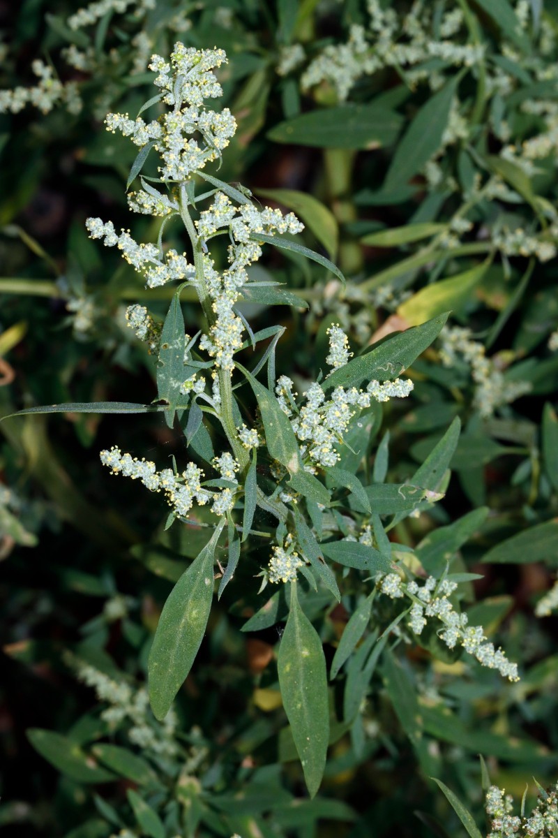 Chenopodium sp Berghausen Schnellermühle A01.jpg