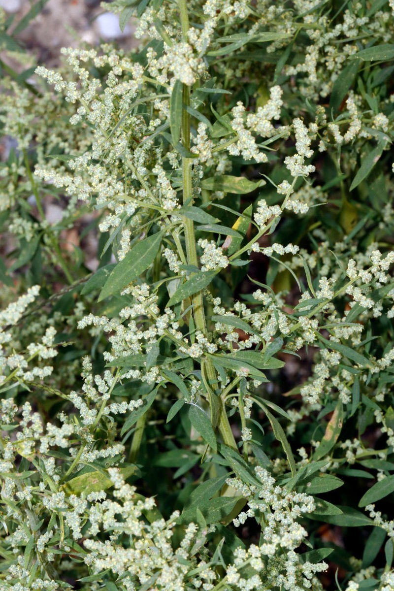 Chenopodium sp Berghausen Schnellermühle A05.jpg