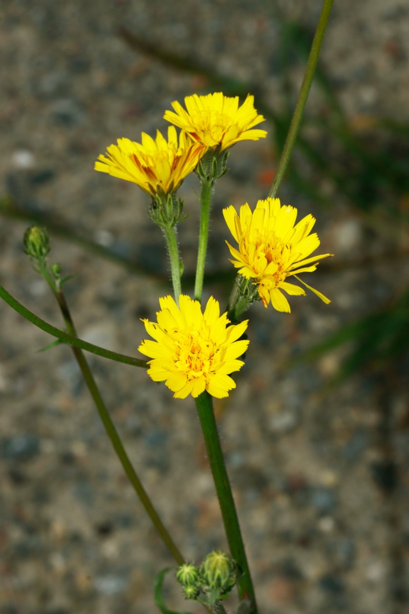 Picris hieracioides abweichend Berghausen Schnellermühle A01.jpg