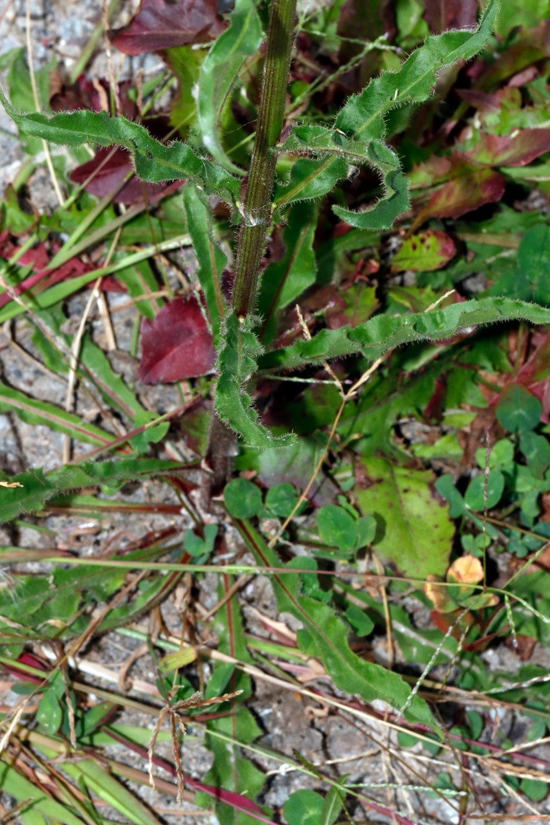 Picris hieracioides abweichend Berghausen Schnellermühle A02.jpg