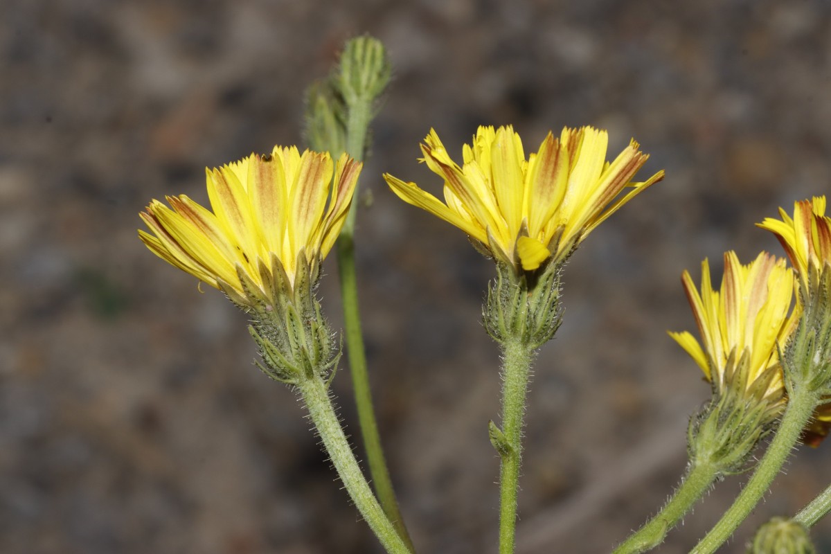 Picris hieracioides abweichend Berghausen Schnellermühle A05.jpg