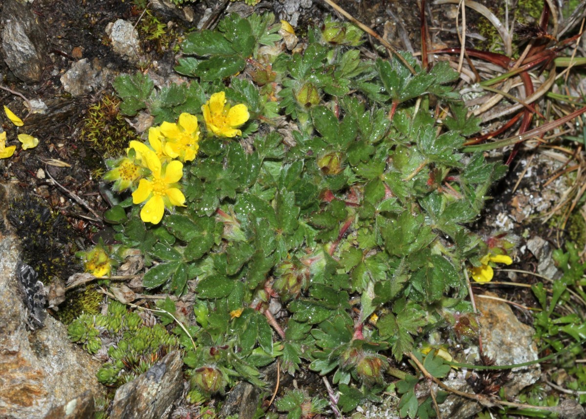 IMG_9437.JPG (1.1 MiB) 4112 mal betrachtet IMG_9437.JPG