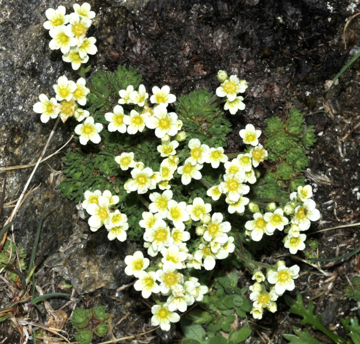 IMG_9443.JPG (1.13 MiB) 3938 mal betrachtet IMG_9443.JPG