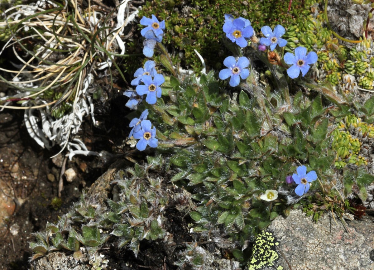 IMG_9460.JPG (990.97 KiB) 3938 mal betrachtet IMG_9460.JPG