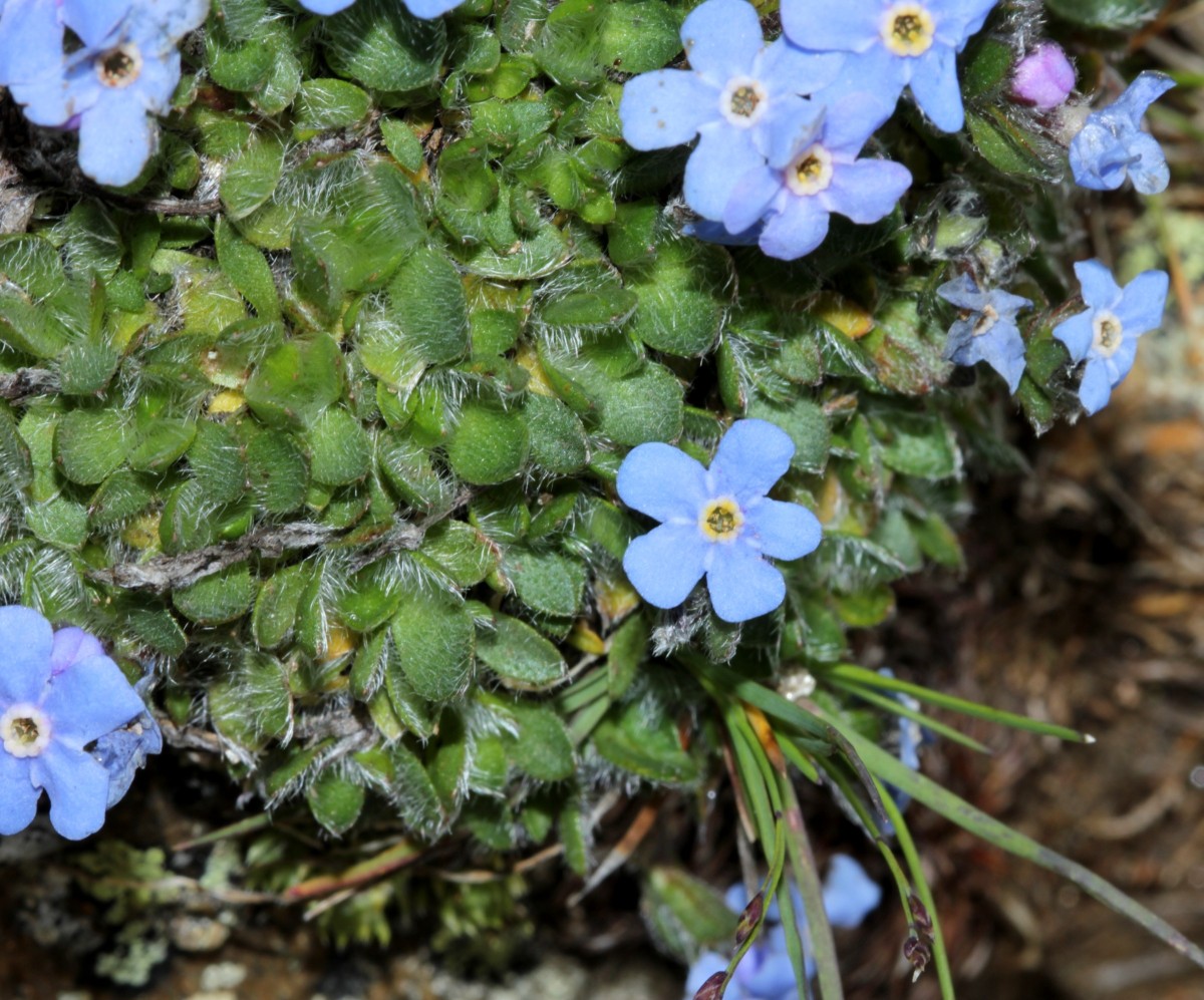 IMG_9465.JPG (884.41 KiB) 4112 mal betrachtet IMG_9465.JPG