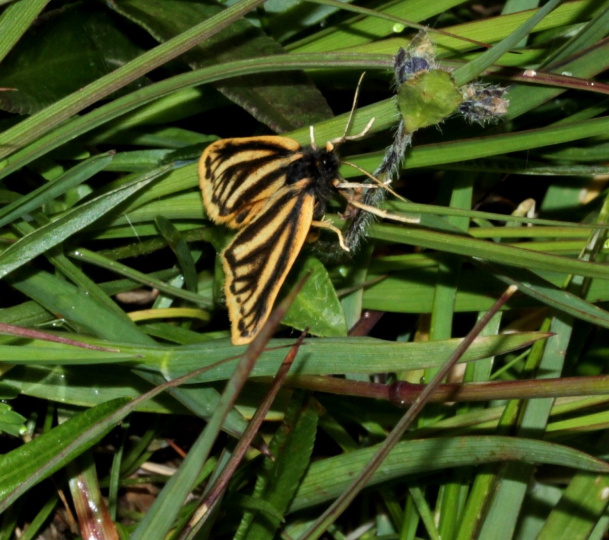 IMG_9469.JPG (392.81 KiB) 3938 mal betrachtet IMG_9469.JPG