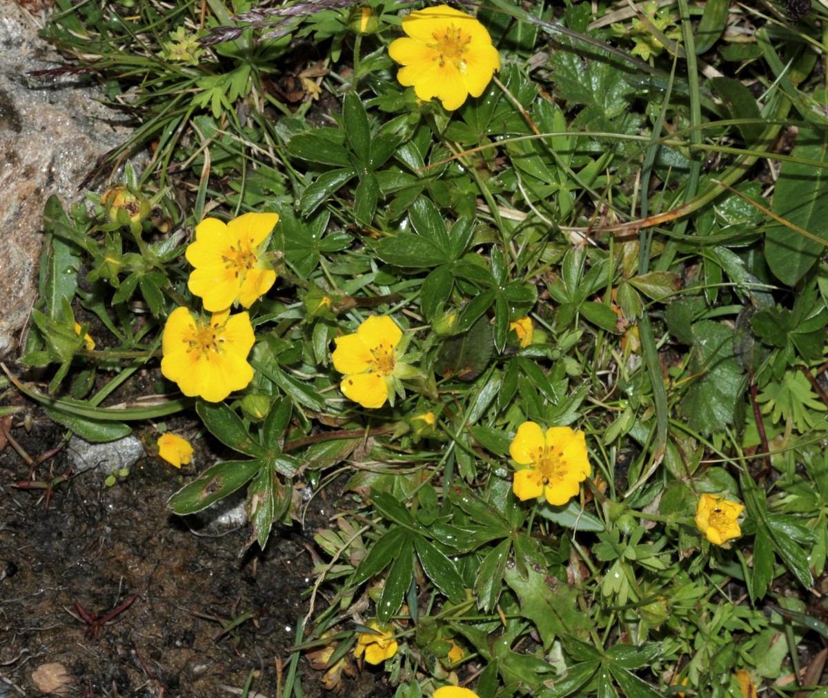 IMG_9471.JPG (1.11 MiB) 4112 mal betrachtet IMG_9471.JPG