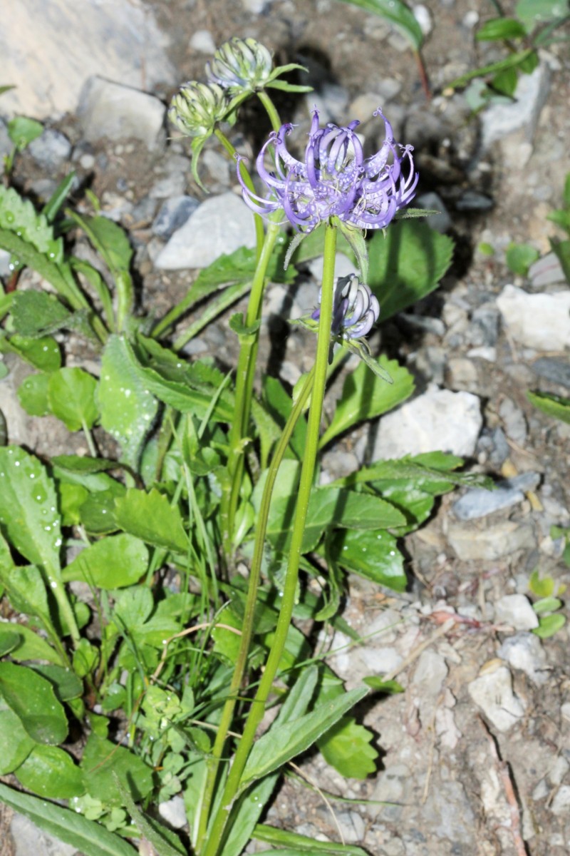 IMG_9503.JPG