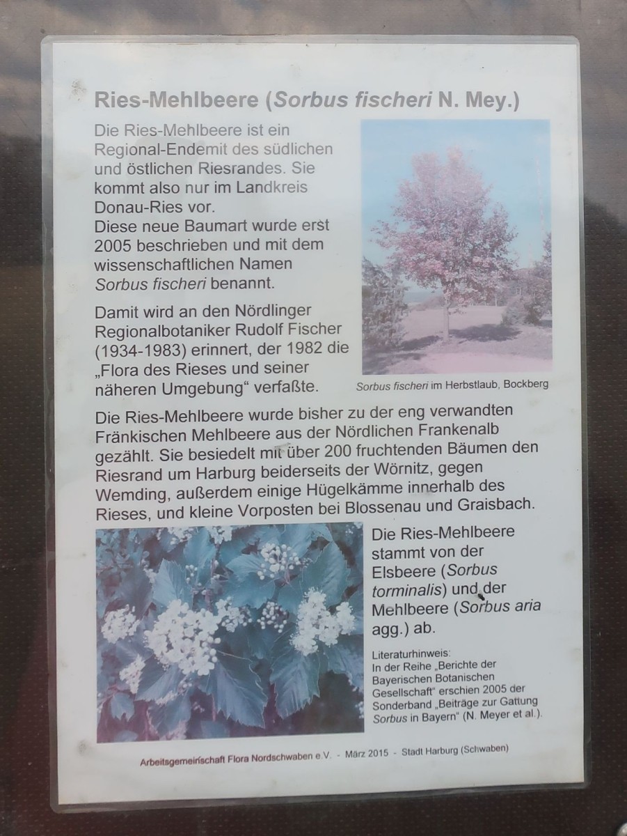 Sorbus fischeri 2_Bockberg Harburg_2025-08-24.jpg