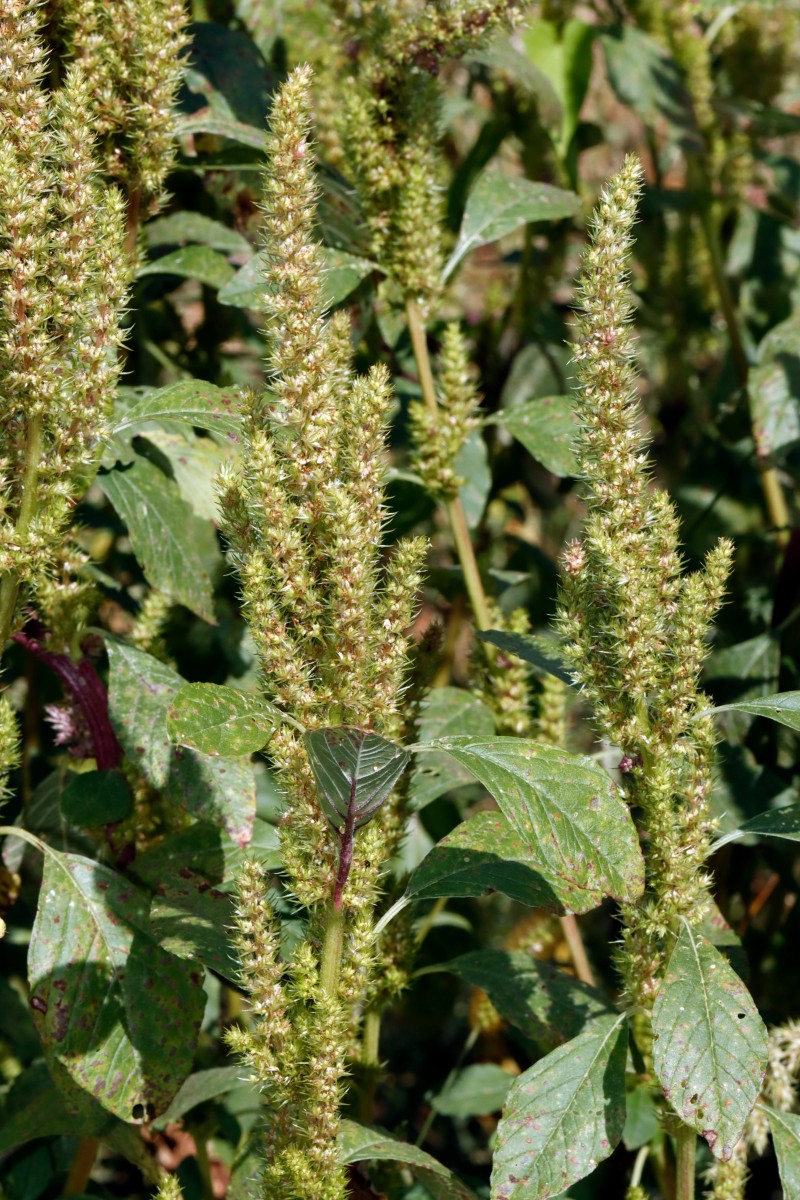 Amaranthus bouchonii Berghausen Schnellermühle A01.JPG