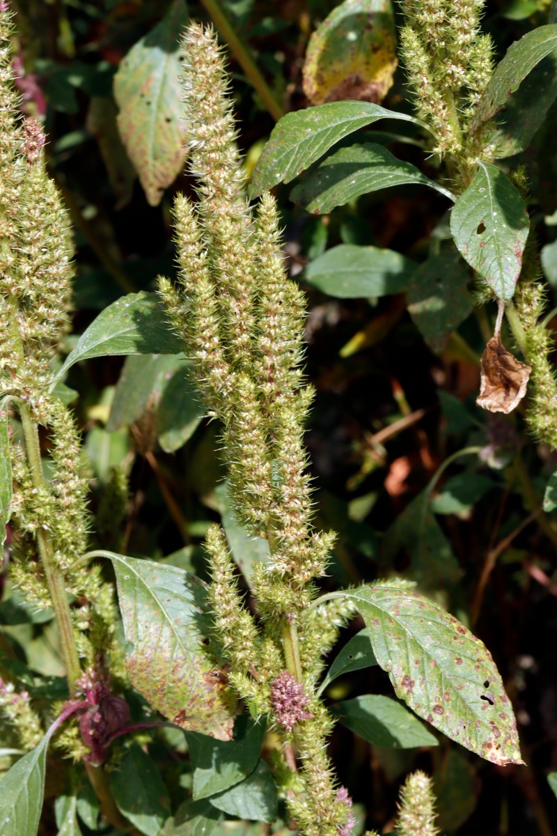 Amaranthus bouchonii Berghausen Schnellermühle A05.JPG