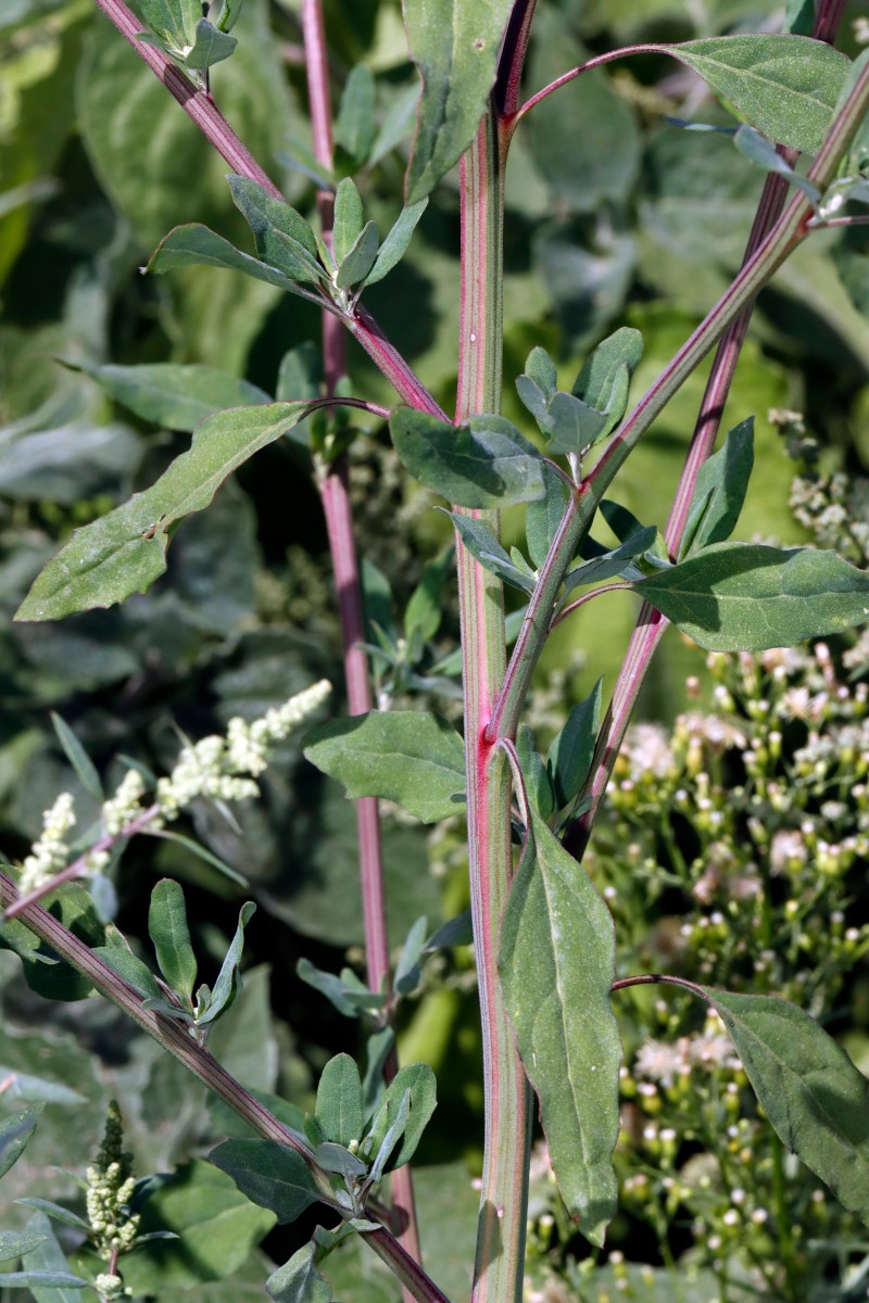 Chenopodium missouriense Berghausen Schnellermühle A01.JPG