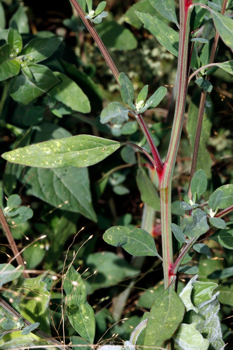 Chenopodium missouriense Berghausen Schnellermühle A03.JPG