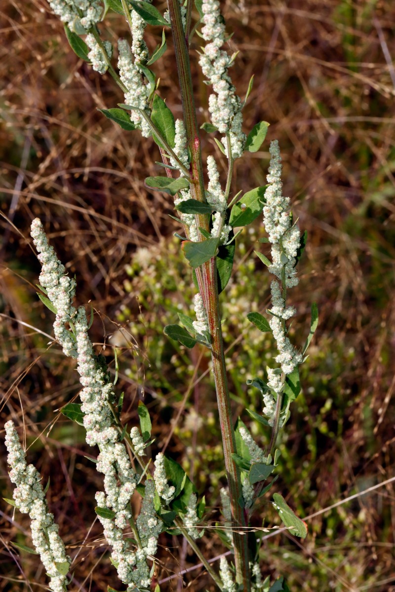 Chenopodium strictum Berghausen Schnellermühle A03.JPG