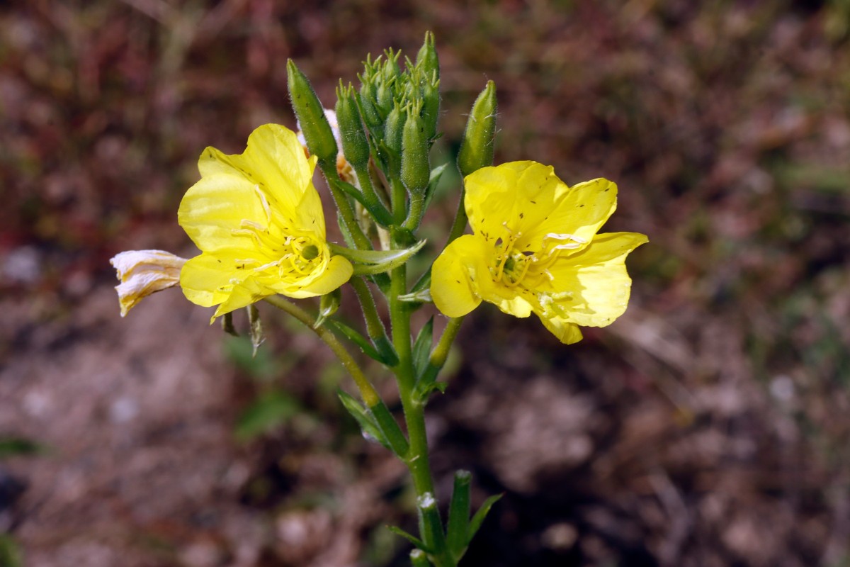 Oenothera biennis s str Berghausen Schnellermühle A01.JPG