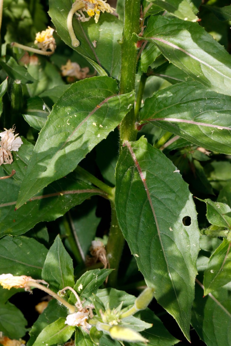 Oenothera biennis s str Berghausen Schnellermühle A06.JPG