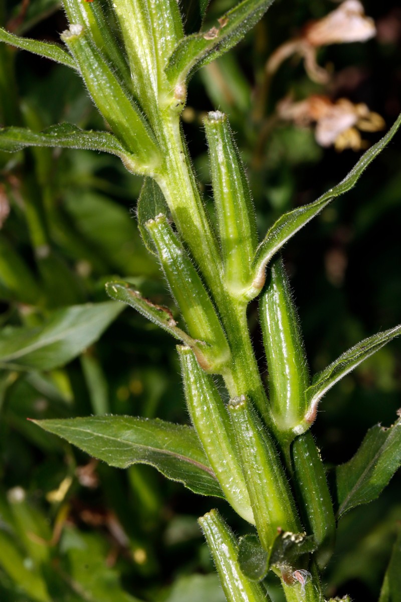 Oenothera biennis s str Berghausen Schnellermühle A09.JPG
