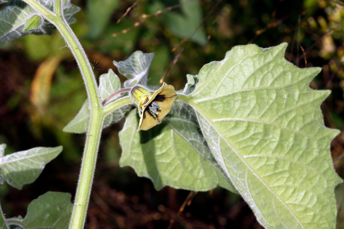 Physalis peruviana Berghausen Schnellermühle A02.JPG