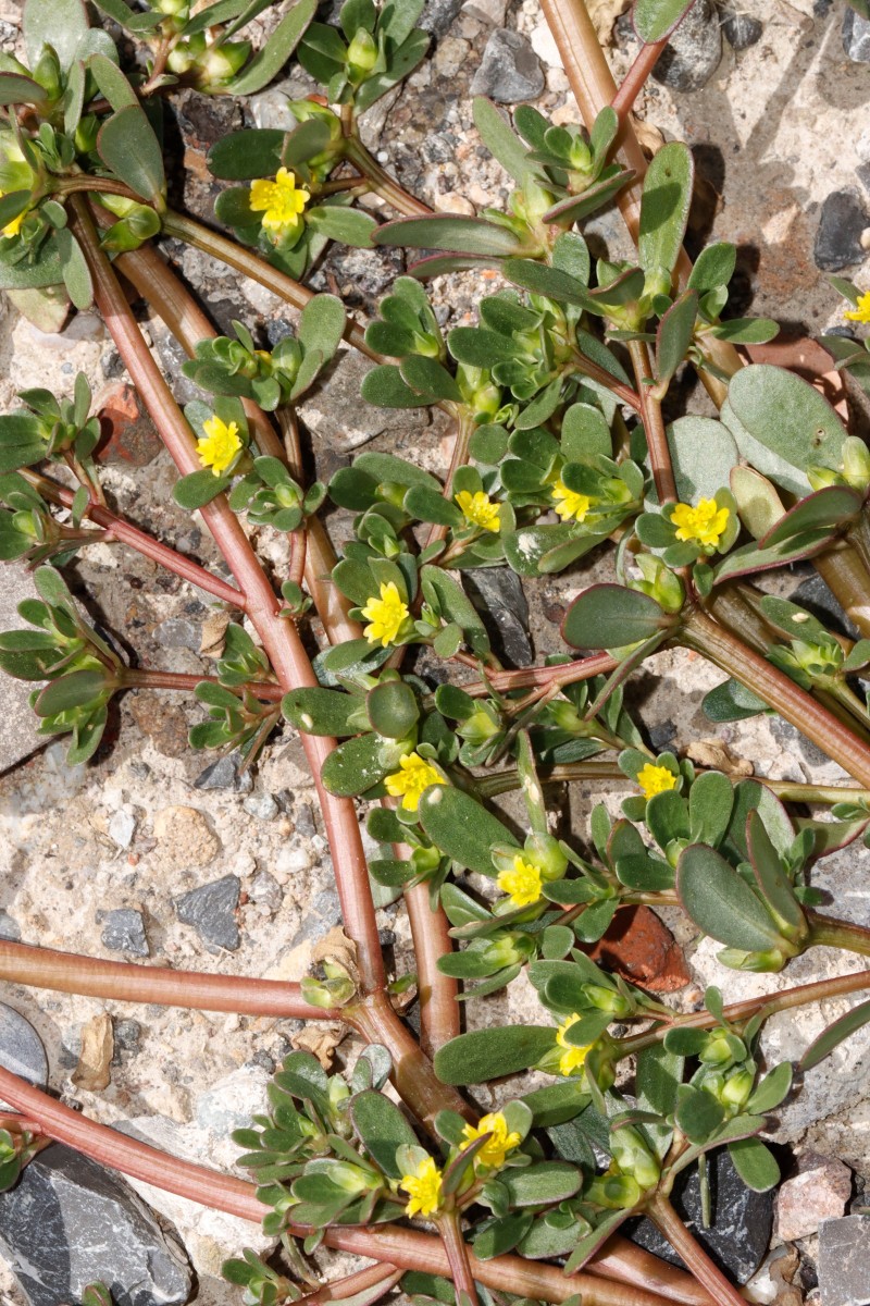 Portulaca papillatostellulata Berghausen Schnellermühle A02.JPG