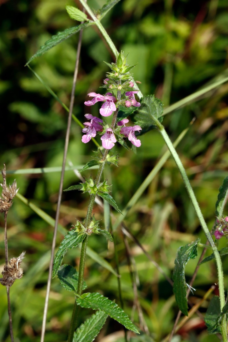 Stachys x ambigua Berghausen Schnellermühle A01.JPG