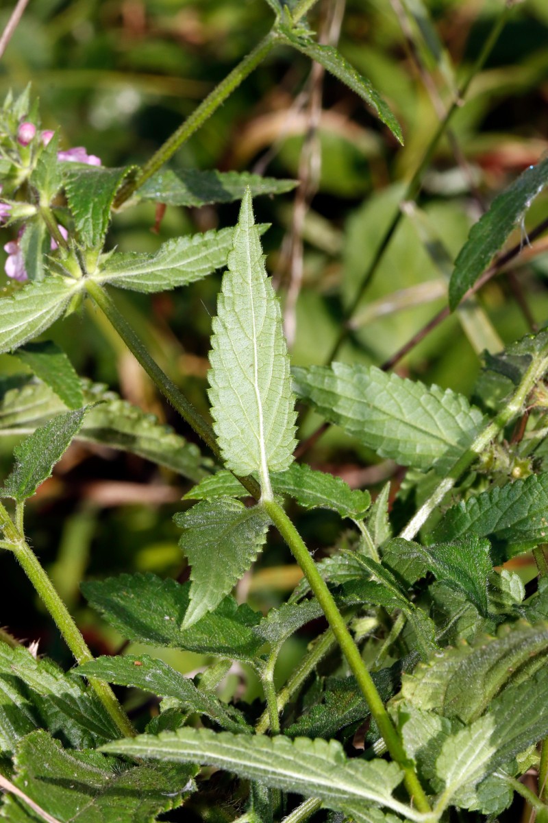 Stachys x ambigua Berghausen Schnellermühle A03.JPG