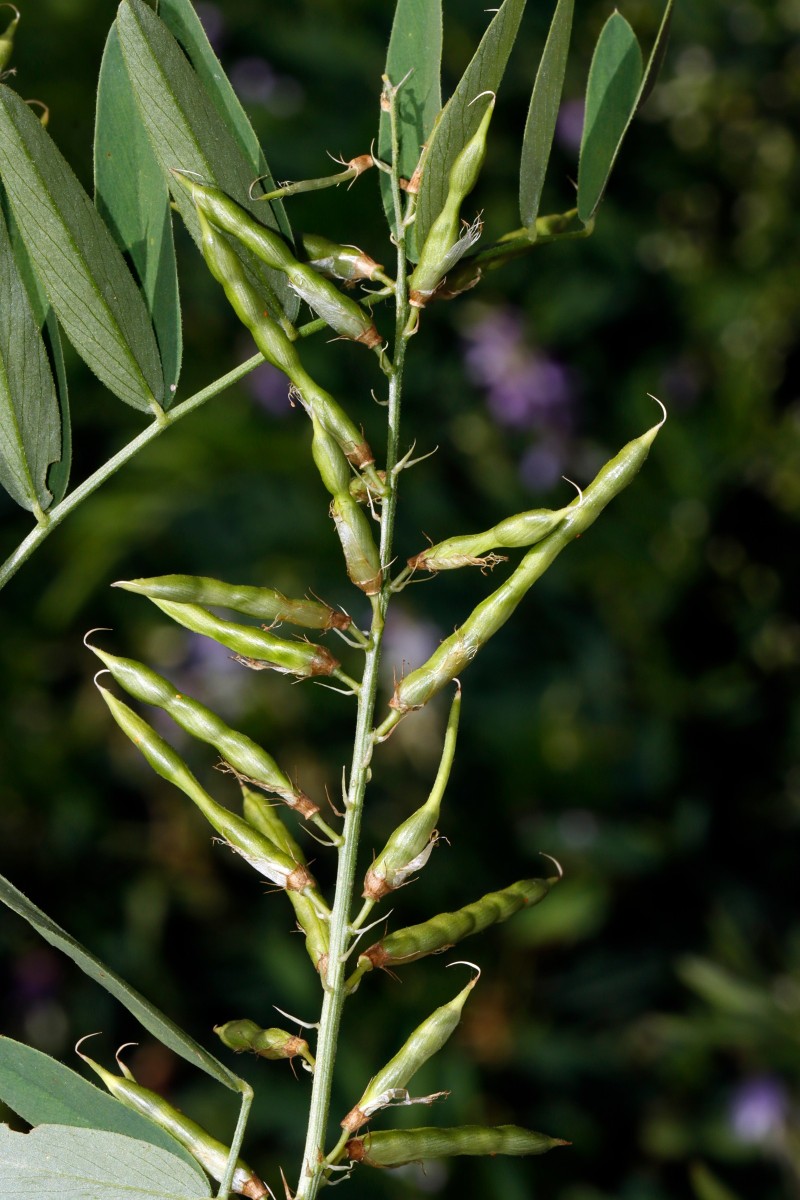 Galega officinalis Berghausen Schnellermühle A01.JPG