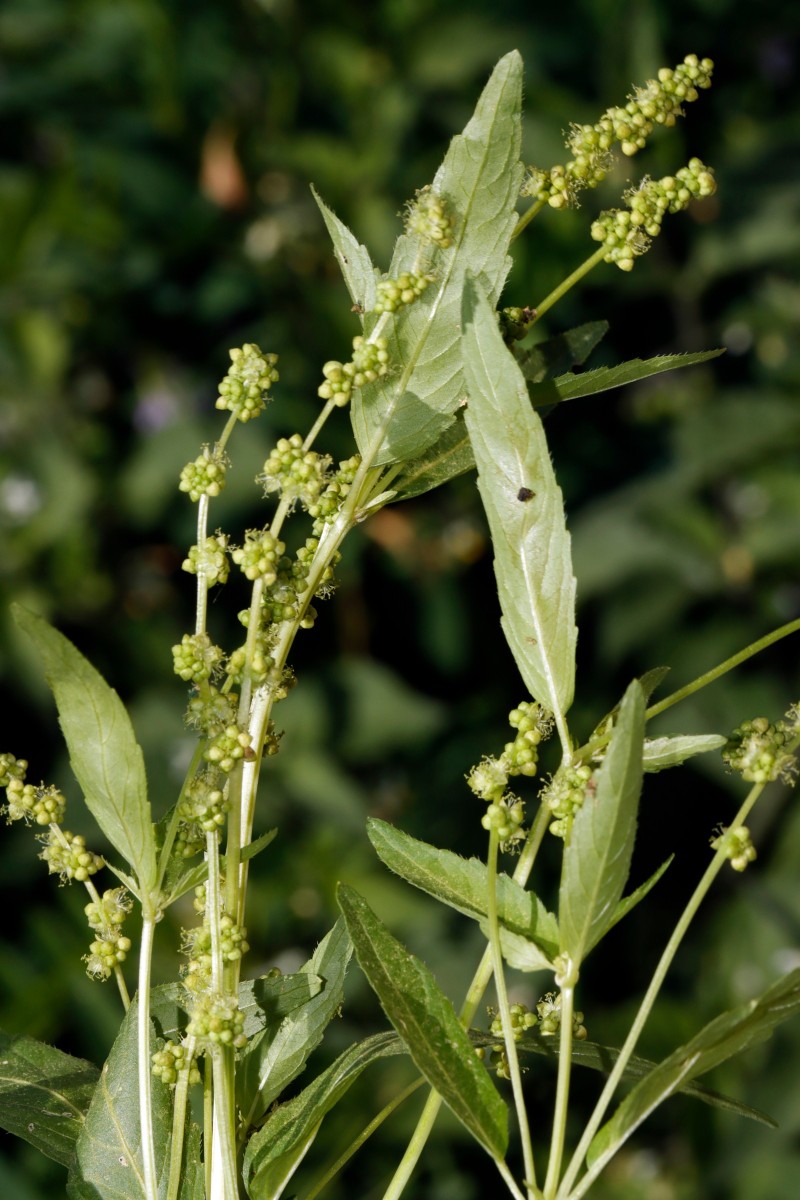 Mercurialis annua m Berghausen Schnellermühle A01.JPG