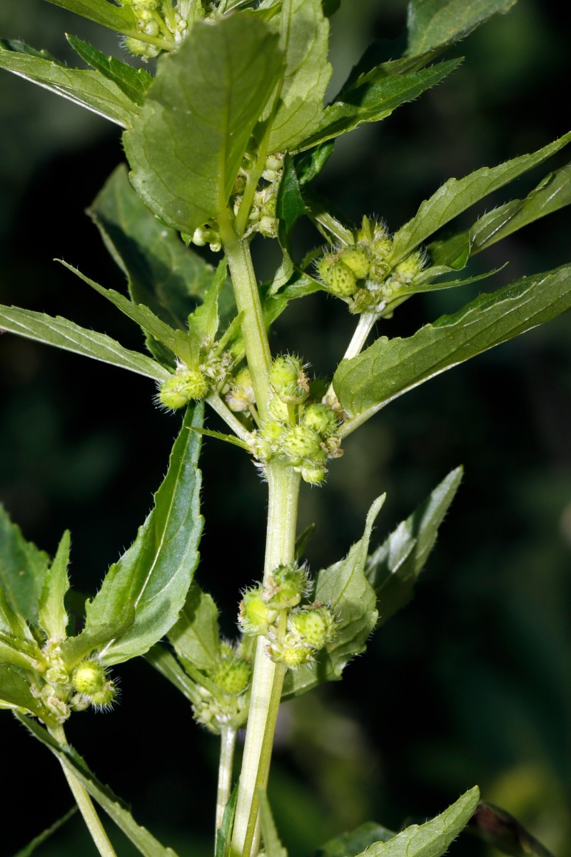 Mercurialis annua w Berghausen Schnellermühle A02.JPG