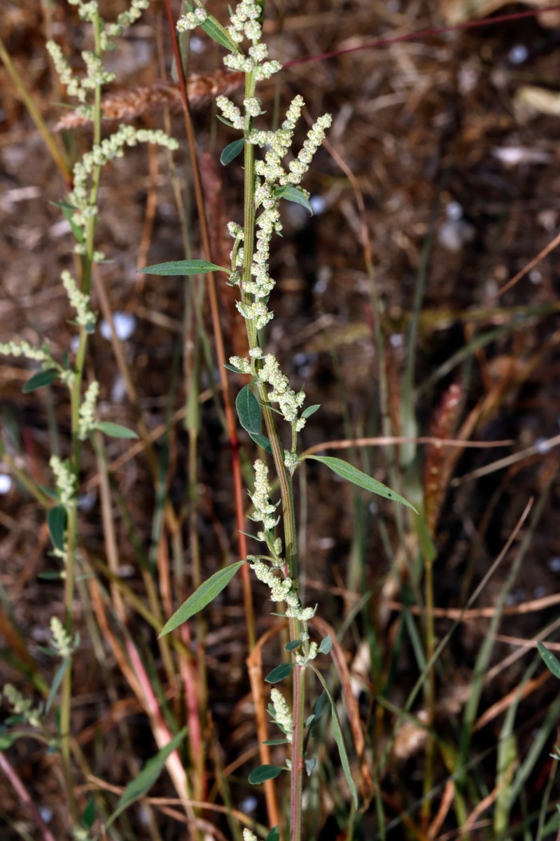 Chenopodium striatiforme NW Jugenheim A07.JPG