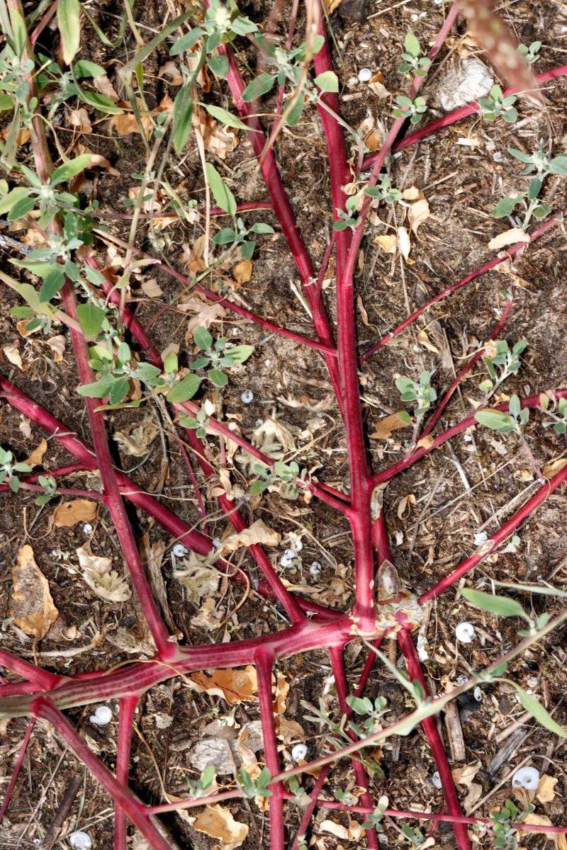 Chenopodium striatiforme NW Jugenheim A08.JPG
