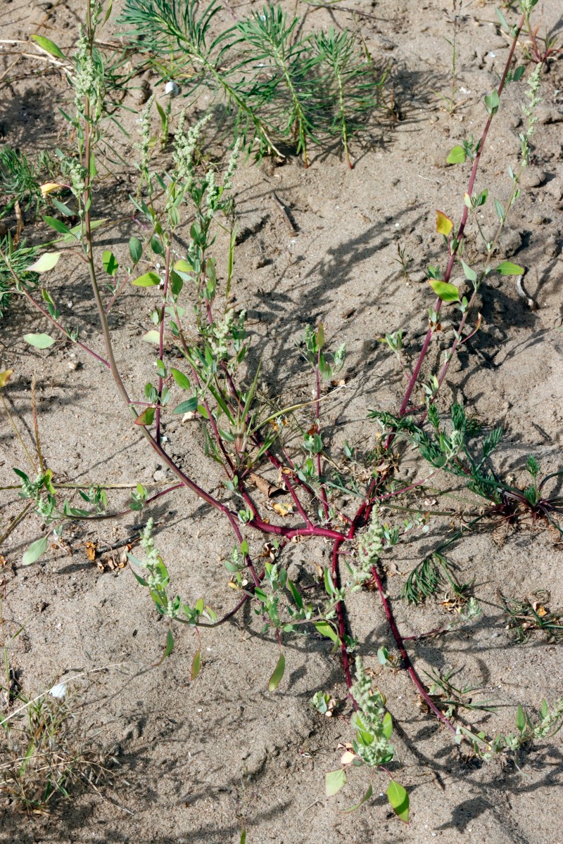 Chenopodium striatiforme NW Jugenheim A10.JPG