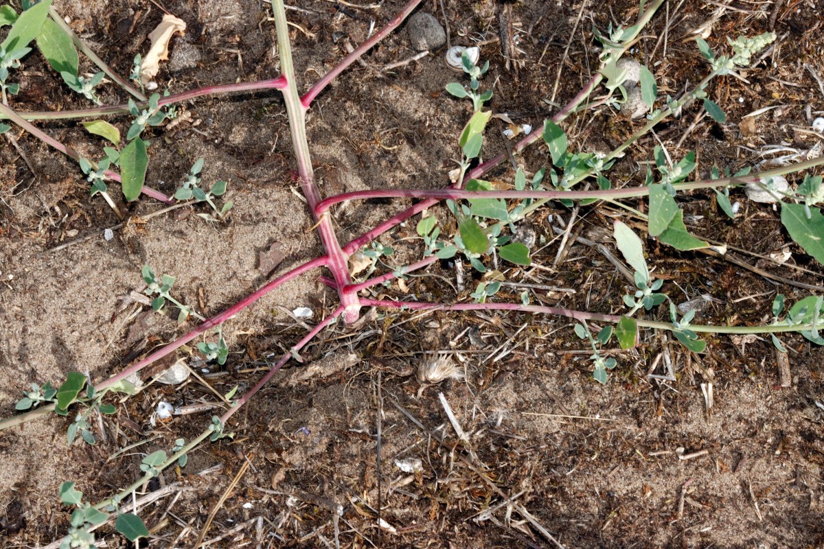 Chenopodium striatiforme NW Jugenheim A02.JPG