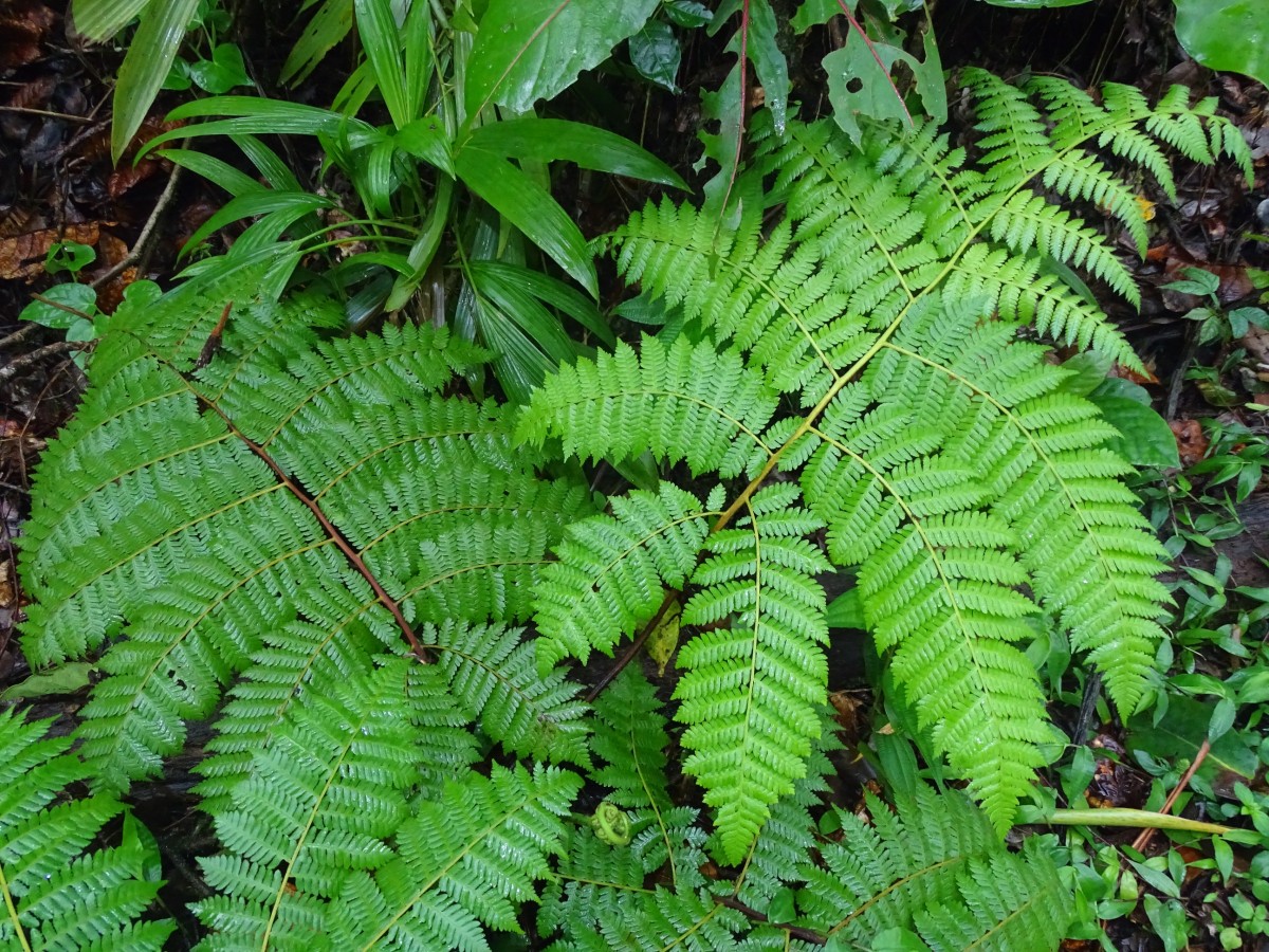 Cyathea pungens.JPG