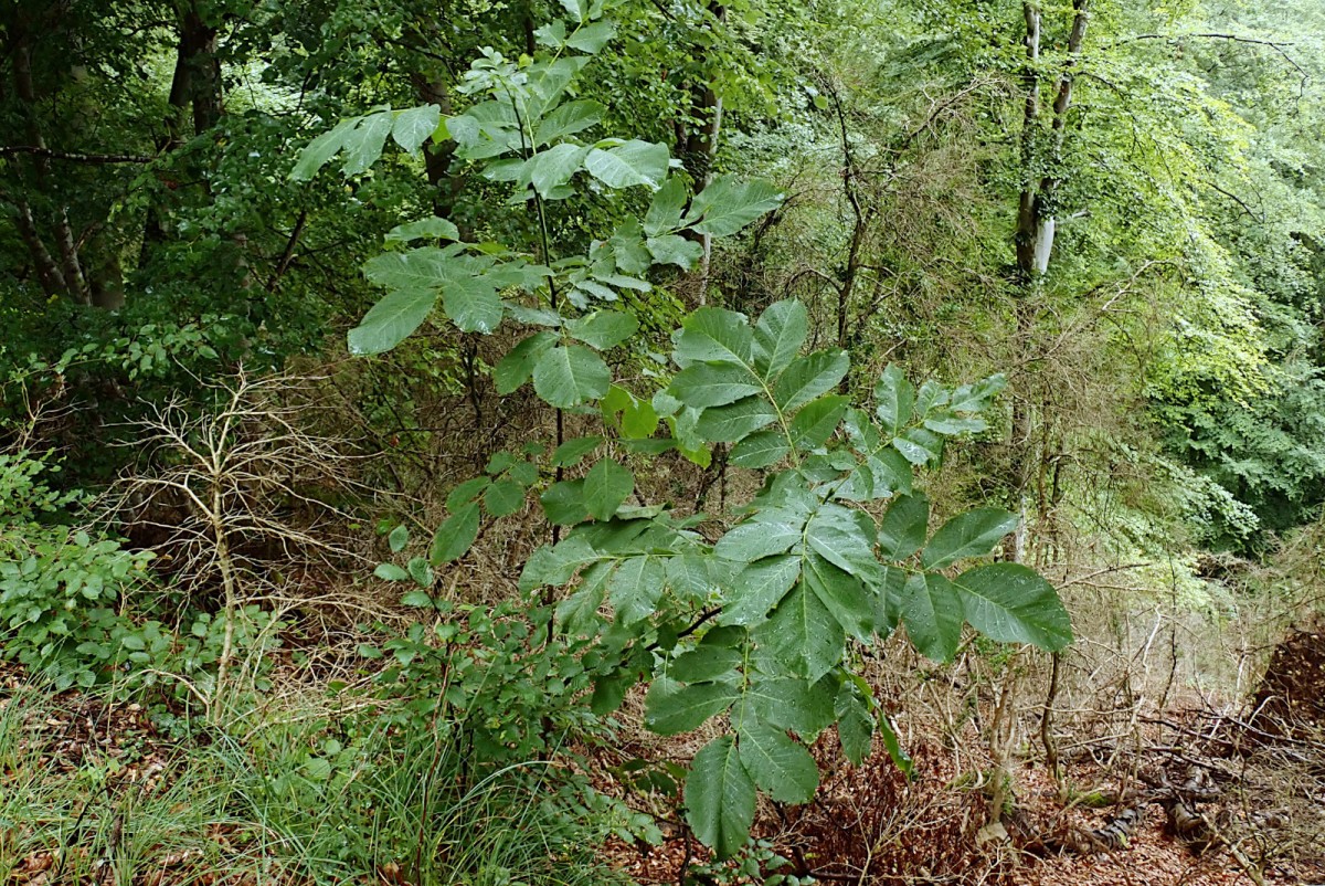 Juglans regia Jungpflanze mit riesigen Blättern-b_07-2020.jpg