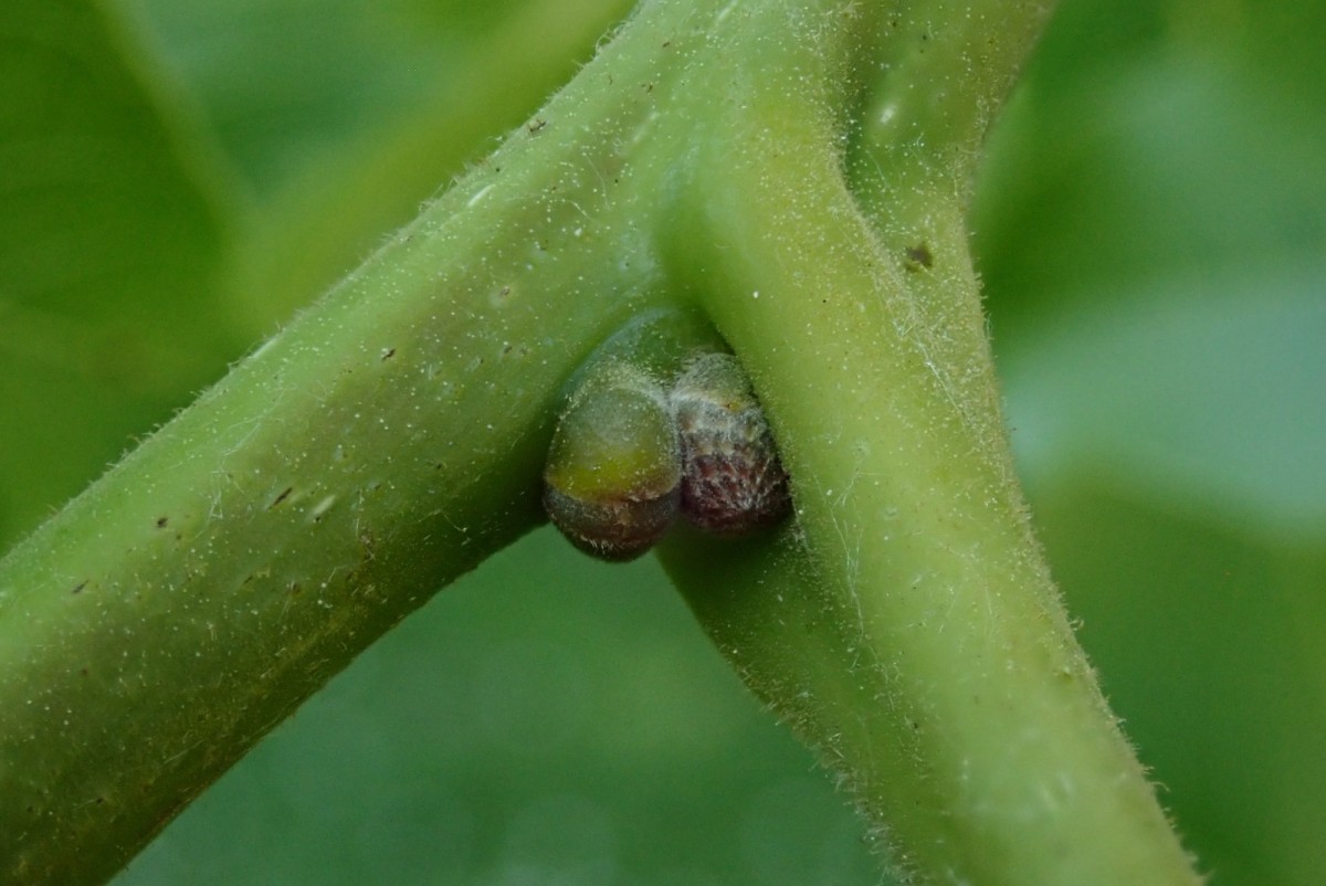Juglans regia - neu angelegte Knospen in Blattachsel_05-2020.jpg (315.07 KiB) 1648 mal betrachtet Juglans regia - neu angelegte Knospen in Blattachsel_05-2020.jpg