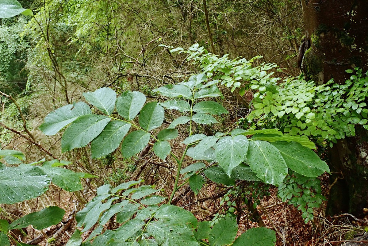 Juglans regia Jungpflanze mit riesigen Blättern-a_07-2020.jpg