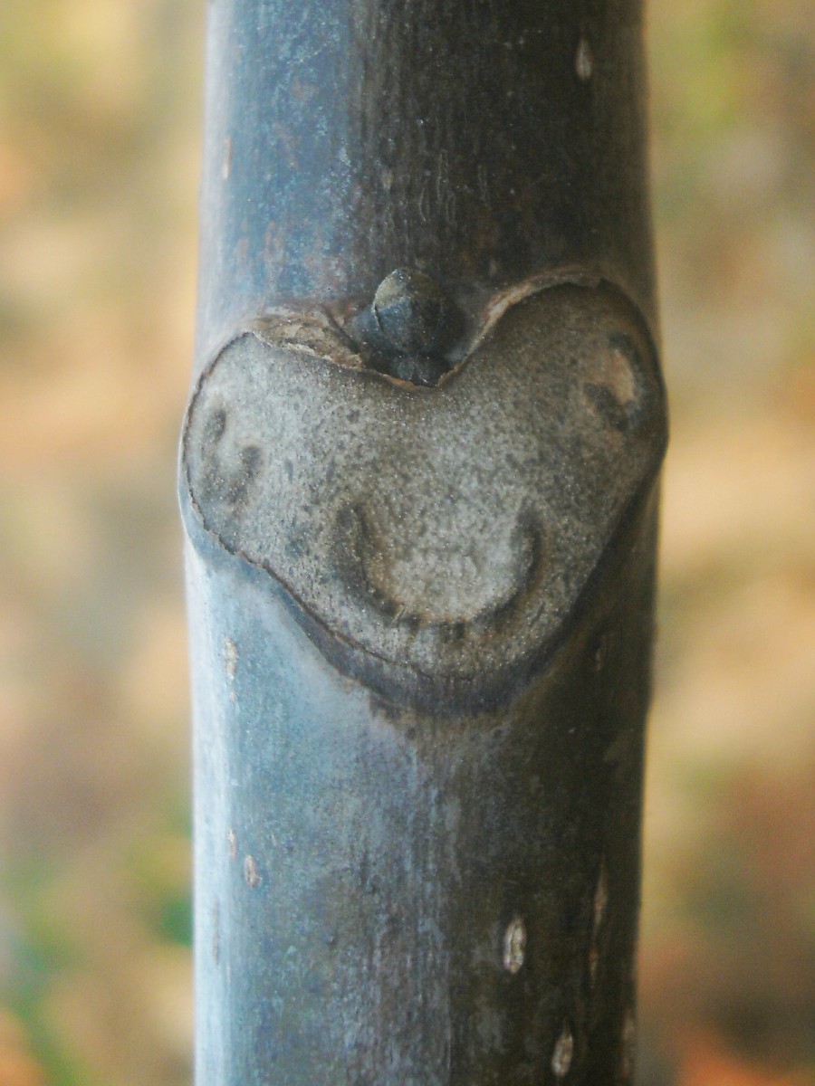 Juglans regia_Blattnarbe_01-2014.jpg (412.2 KiB) 1648 mal betrachtet Juglans regia_Blattnarbe_01-2014.jpg