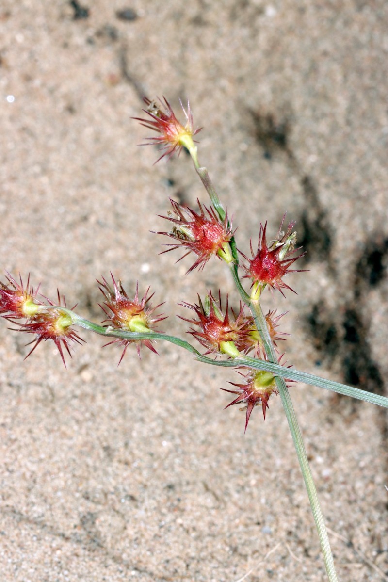 Cenchrus longispinus NW Jugenheim A03.JPG