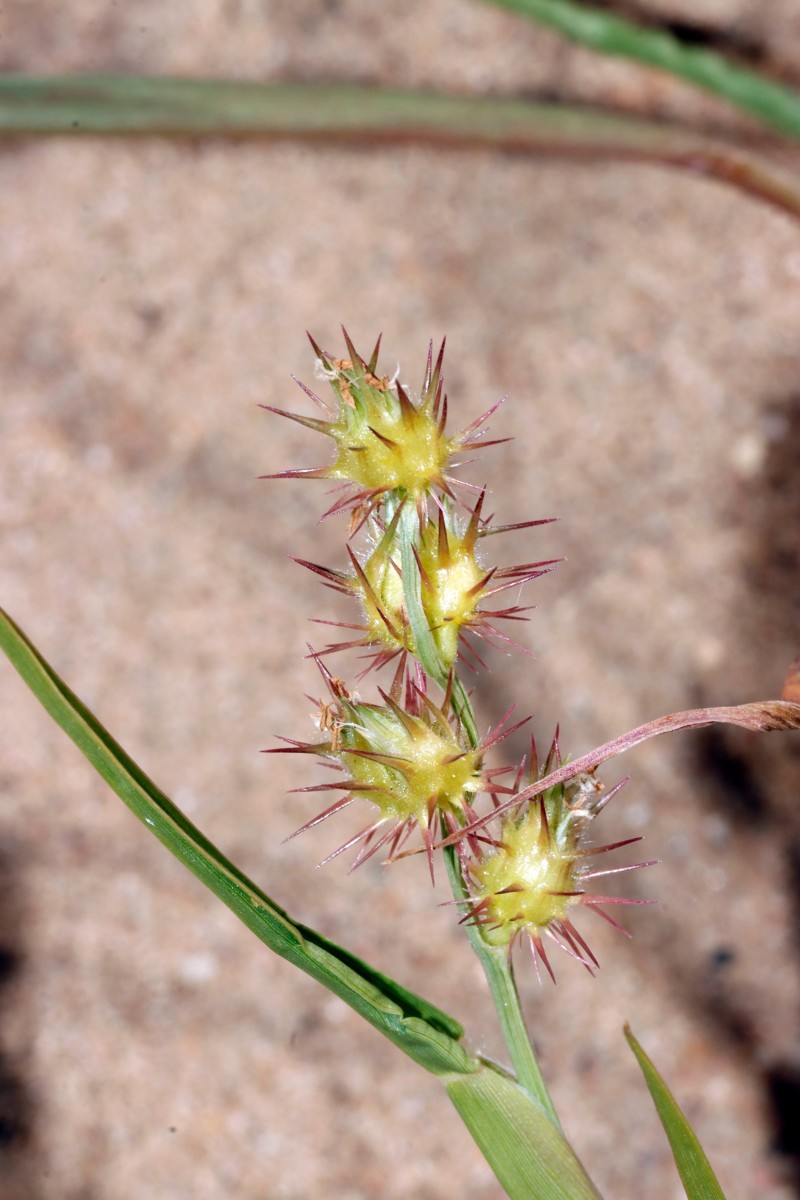 Cenchrus longispinus NW Jugenheim A05.JPG