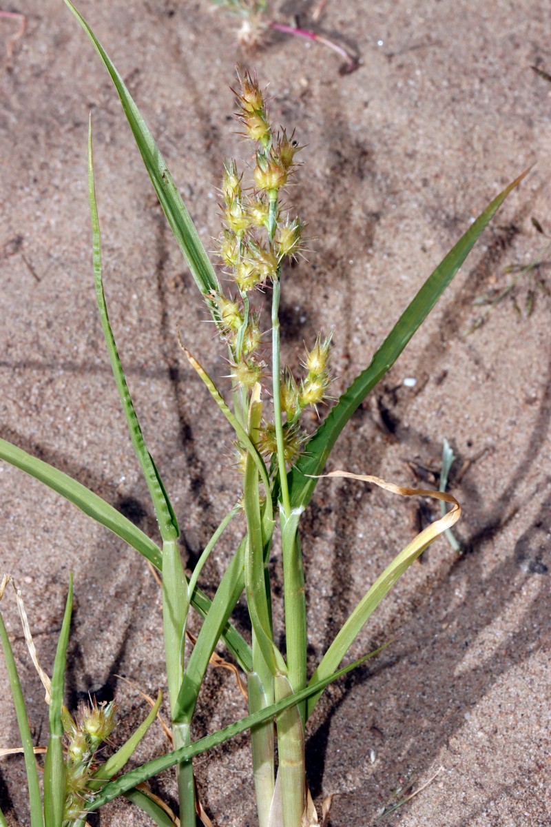 Cenchrus longispinus NW Jugenheim A11.JPG