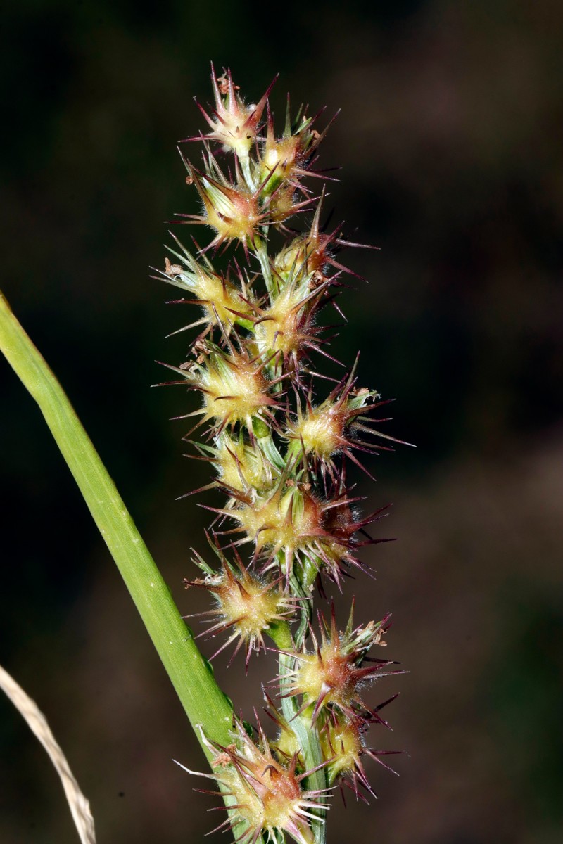 Cenchrus longispinus NW Jugenheim A14.JPG
