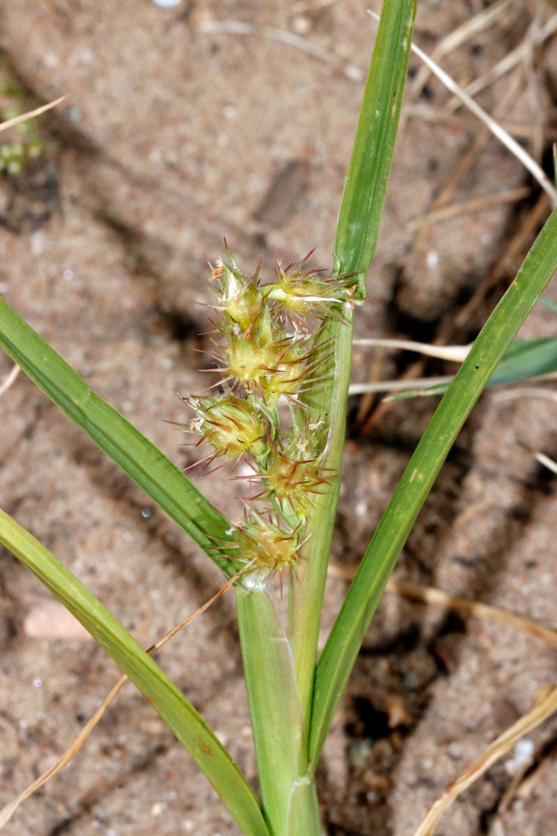 Cenchrus longispinus NW Jugenheim A16.JPG