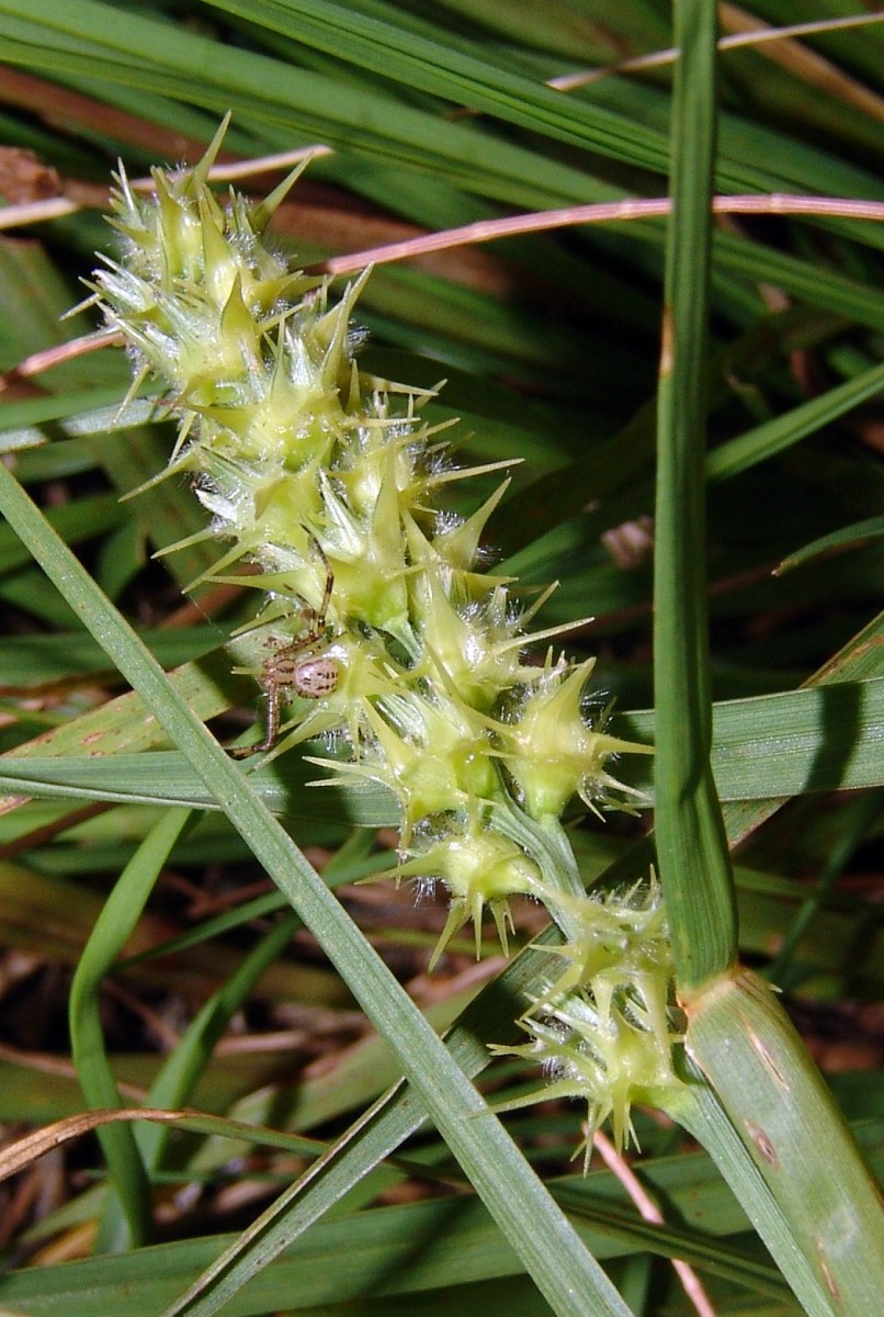 Cenchrus spinifex FLA Sarasota G19.jpg