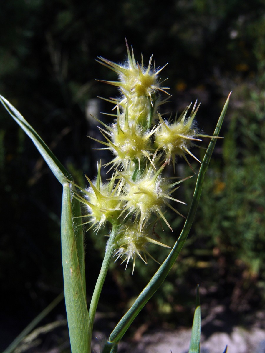 Cenchrus tribuloides CapeHenlopenSP DE G09.jpg