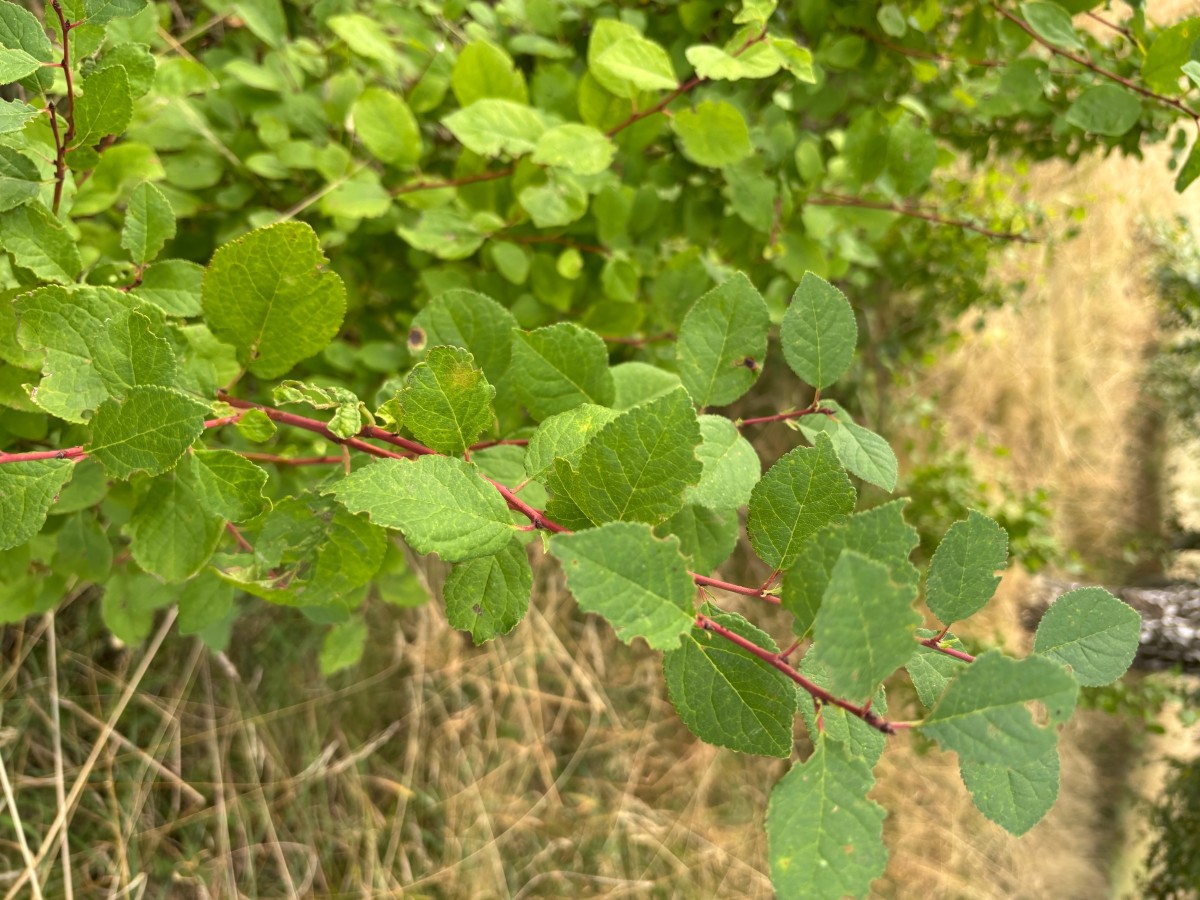 IMG_1374.jpeg