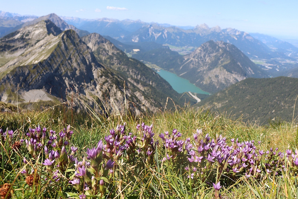 Gentianella campestris 1.jpg