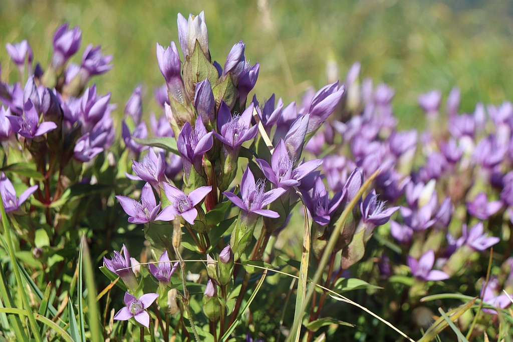 Gentianella campestris 2.jpg